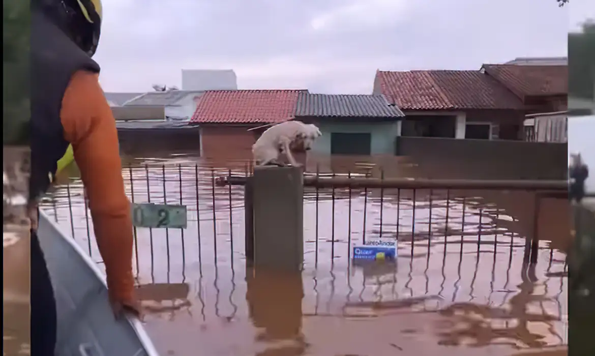 Pelo Menos Mil Animais Ilhados Pela Chuva Foram Resgatados No Rs